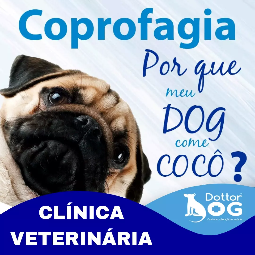 CACHORRO QUE COME COCÔ?